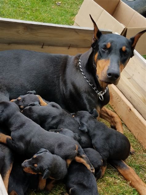 doberman pups for sale near me